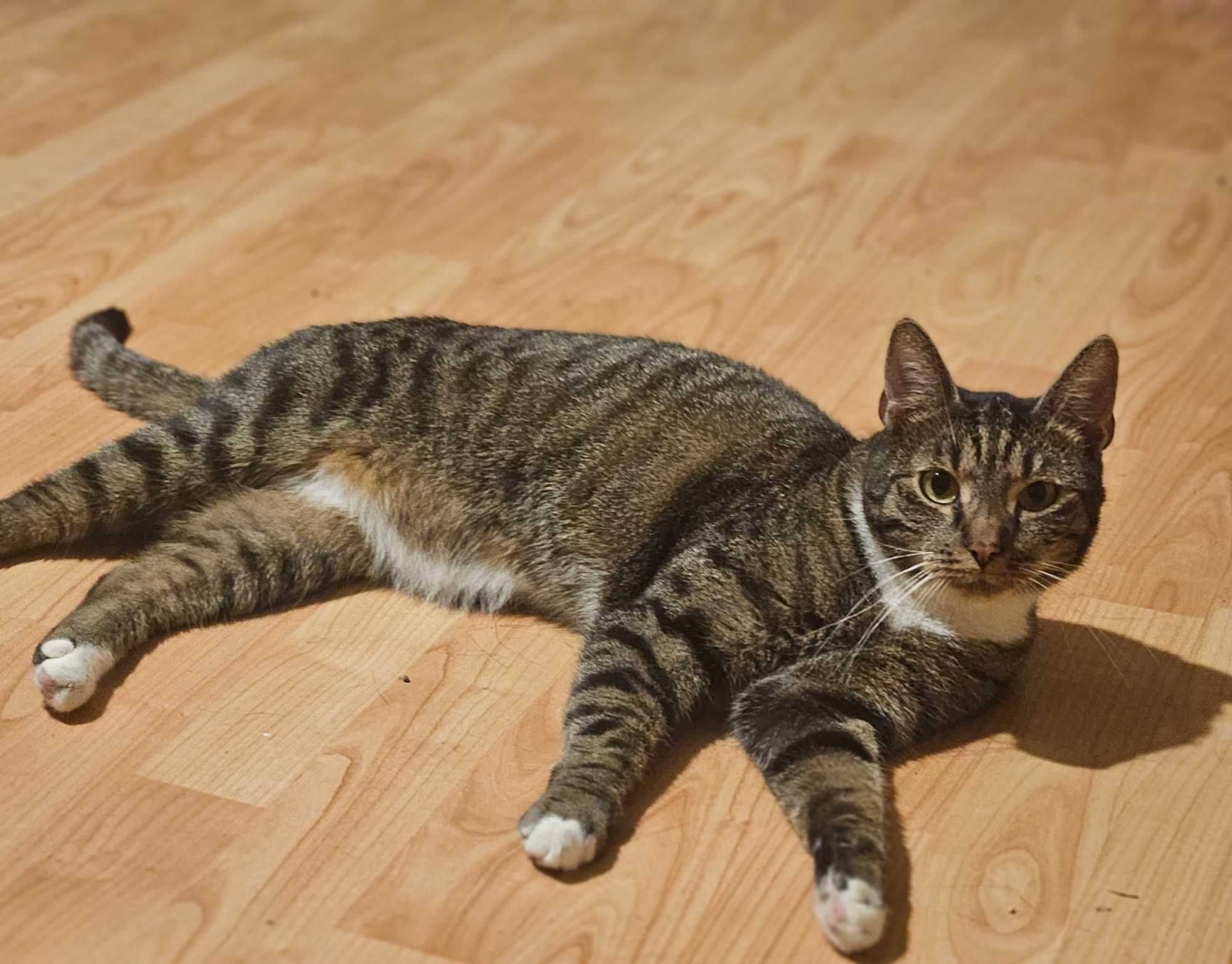 Figaro szuka domku, 1,5 roczny