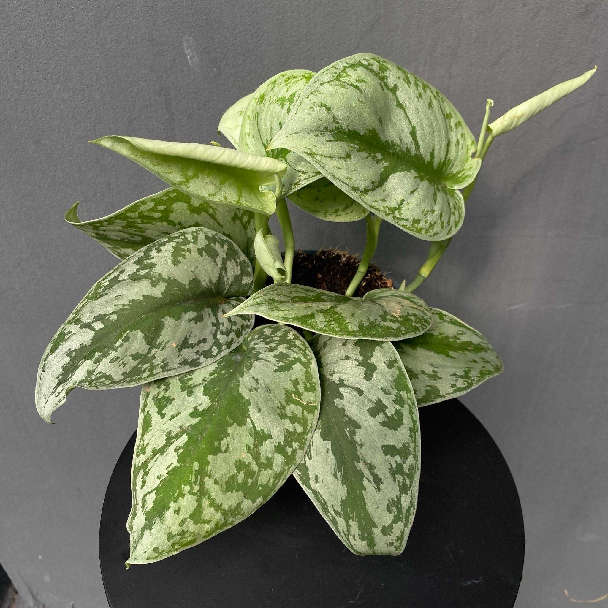 Scindapsus ‘Trebie’ Scindapsus pictus