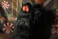 Reproduktor Yorkshire terrier Biewer i black