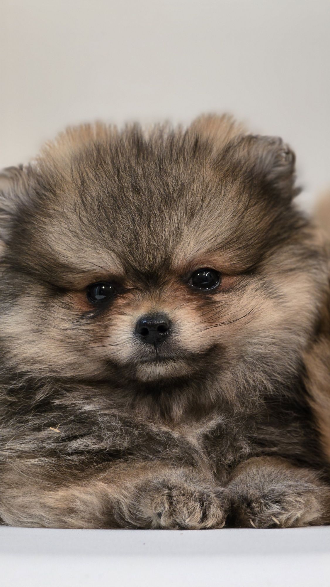 Pomeranian cudowna suczka