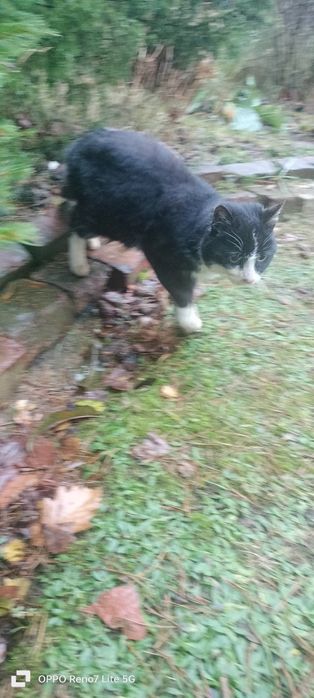 Znaleziono kota / kotkę