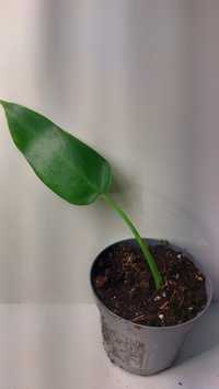 Philodendron jose bueno