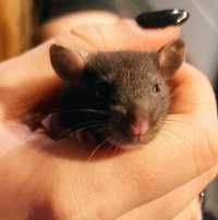 Szczur szczurek młodu szczurzyczka samiczka dumbo hofowla