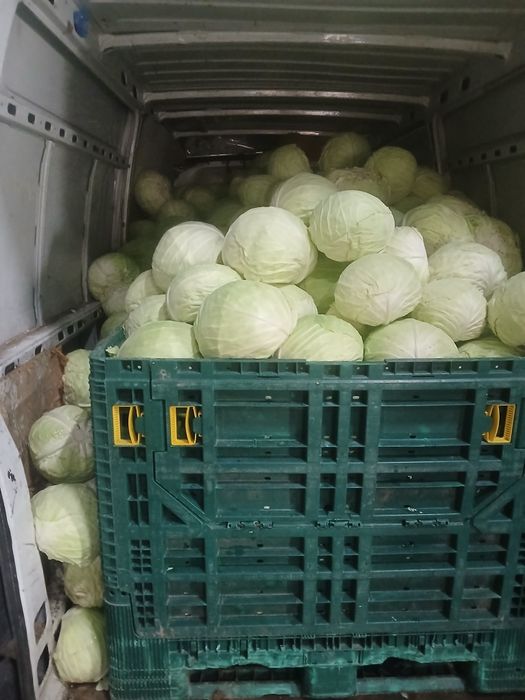 Kapusta szatkowana z własnej uprawy