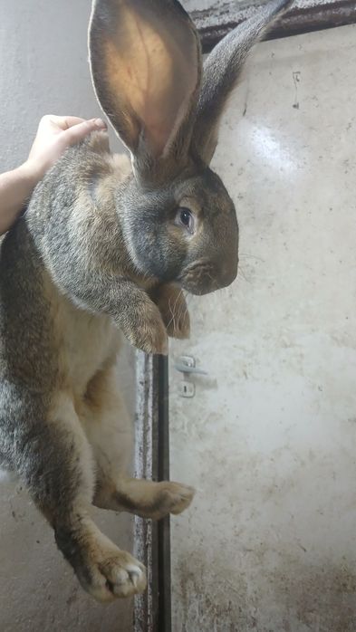 Króliki króle samce belgijski olbrzym szary BOS