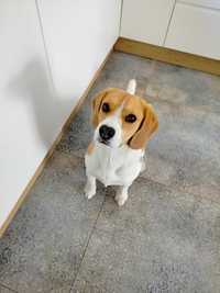 Pies Beagle szczeniak