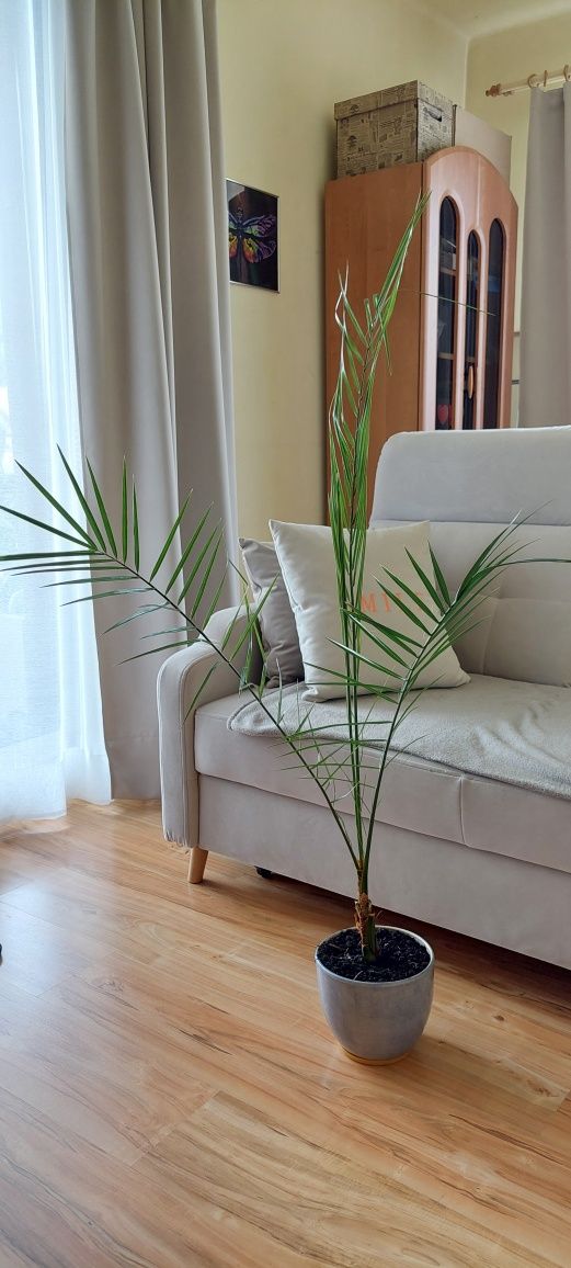 Palma Królewska Phoenix Canariensis