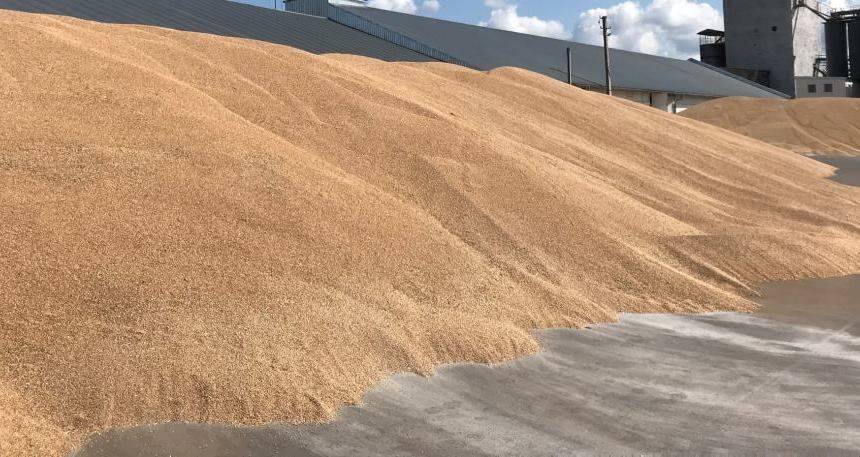 Продам пшеницю 5000 тисяч тона.