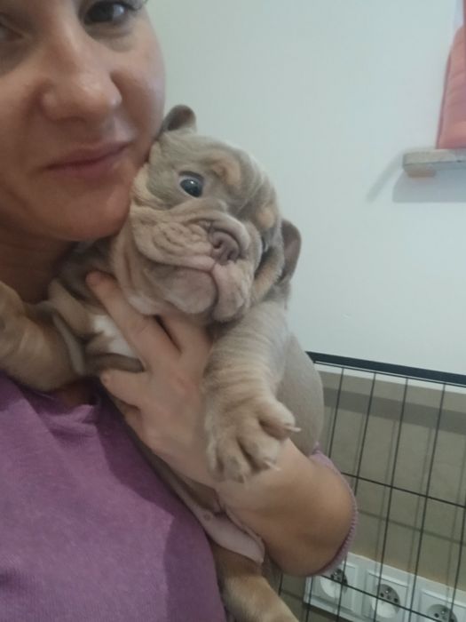 Buldog Angielski suczka