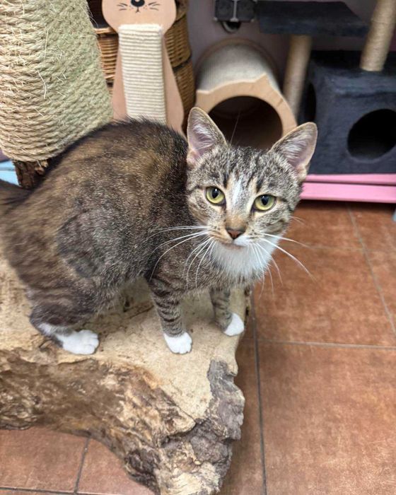 Kinga - zwariowanie kicia szuka zbzikowanego człowieka