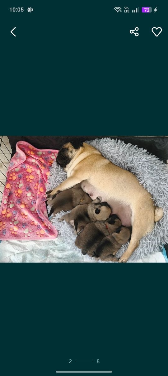 Mops FCI po przebadanych rodzicach