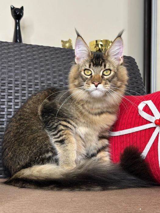 Dallas-kocurek Maine Coon