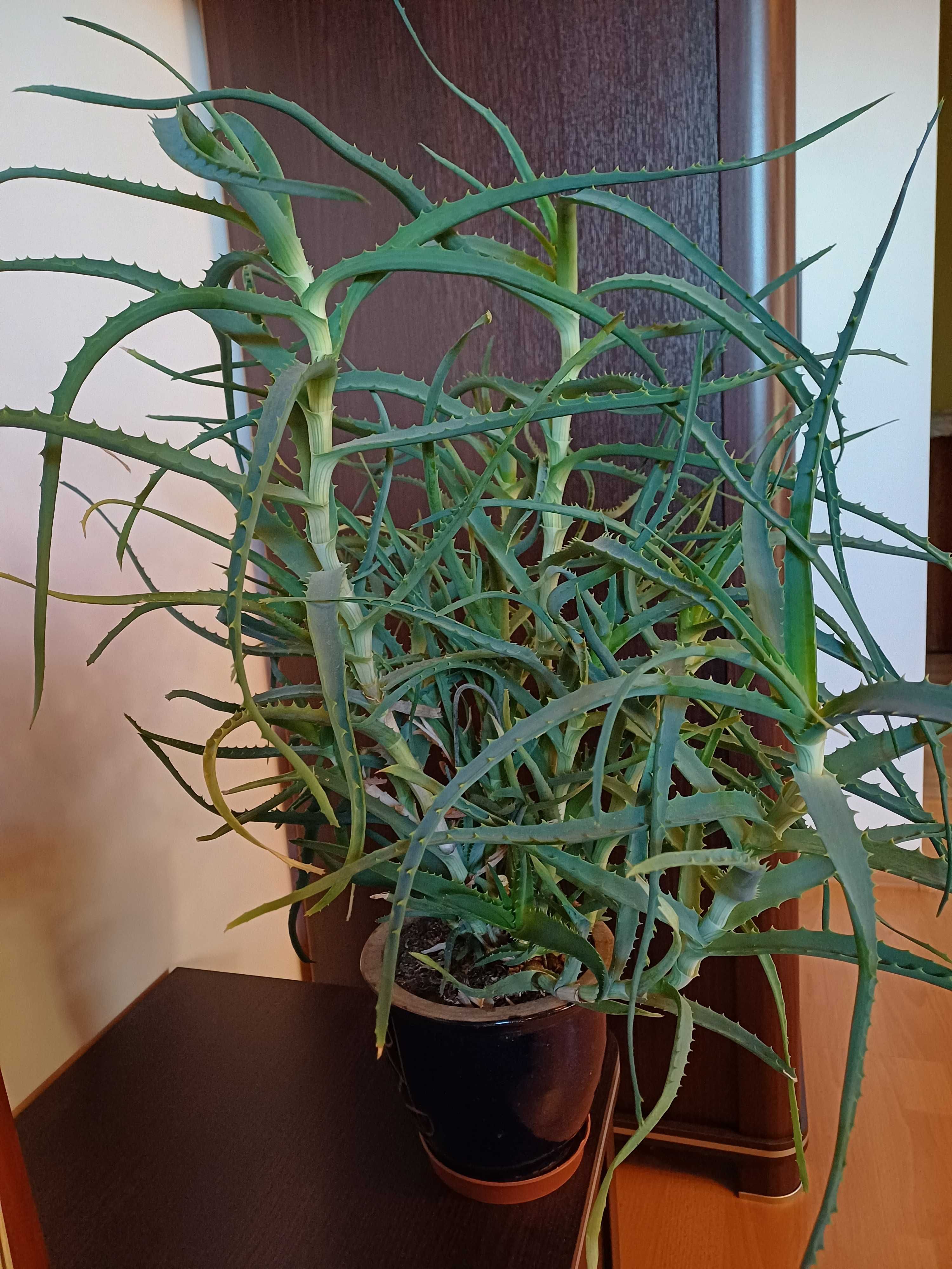 Aloes drzewiasty