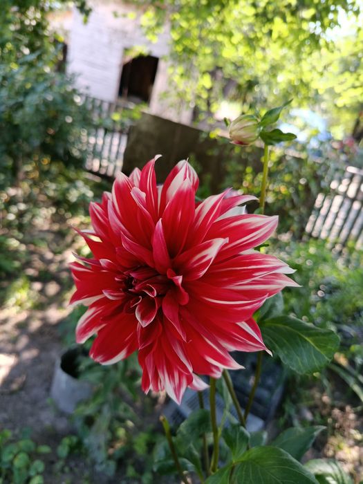 Жоржини корінці.