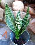 Sansevieria Futura Gilt Edge sansewieria kolekcja