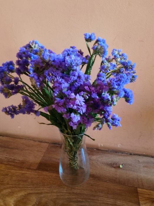 Suszony Zatrwian, dmuszek jajowaty i kacanka