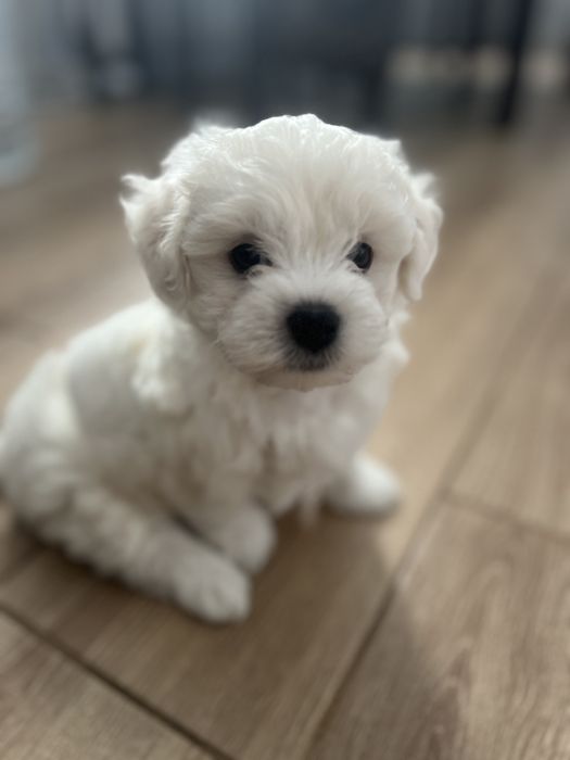 Продам цуценят малтійської болонки в Берегово.