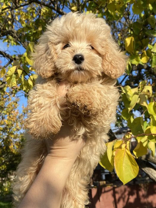 Мини мальтипу — роскошь, которую можно обнимать.