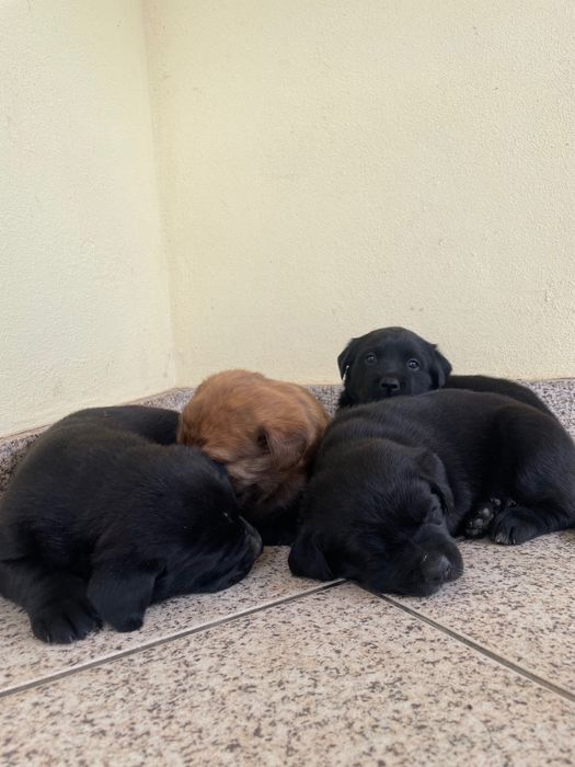 Oferta cachorros