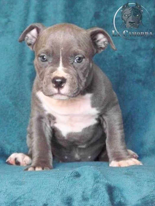 American Staffordshire Terrier Blue Amstaff Suczka