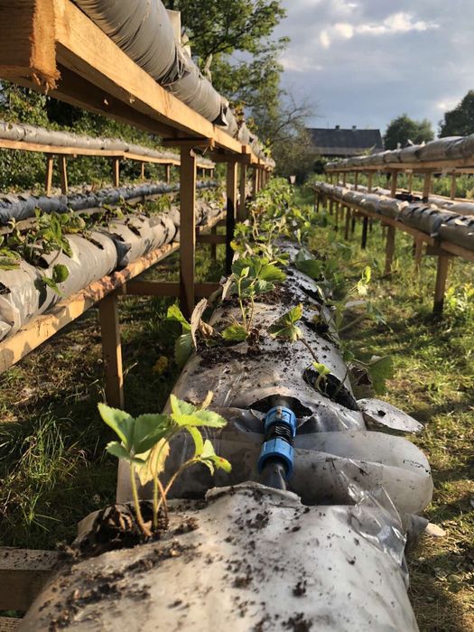 Плівка, рулон, рукав