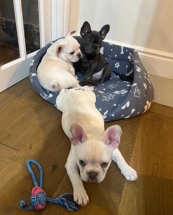 Щенки французского бульдога 2,5 месяца с прививками! Готовы к переезду