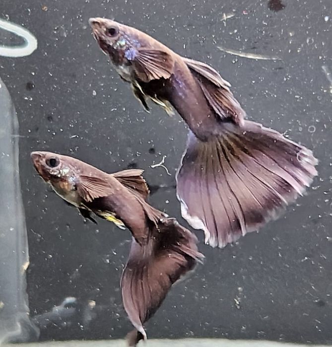 Gupik Czarny Moskiewski