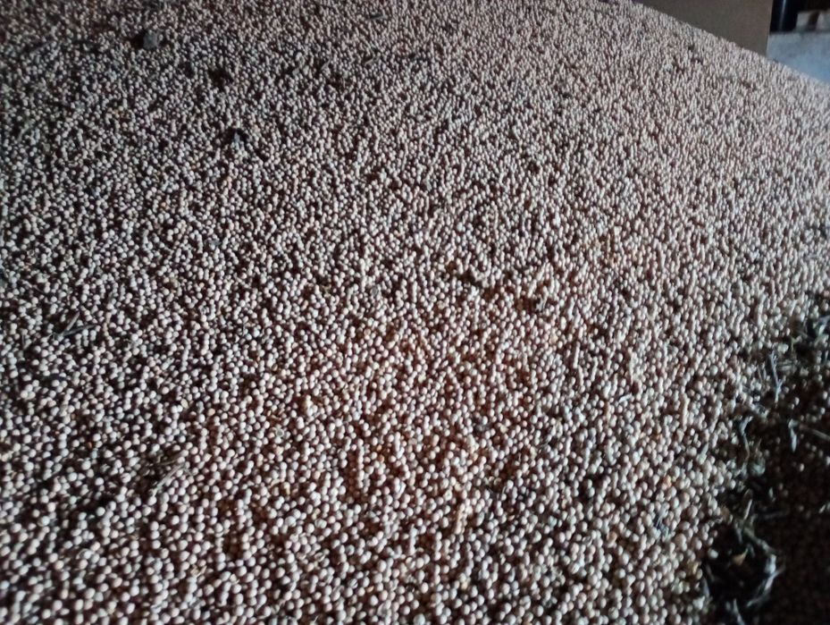 Groch paszowy tegoroczny