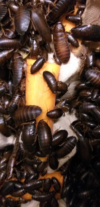 Мраморный таракан.корм для птиц и рептилий