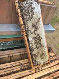 Pszczoły, odkłady, ule z pszczołami