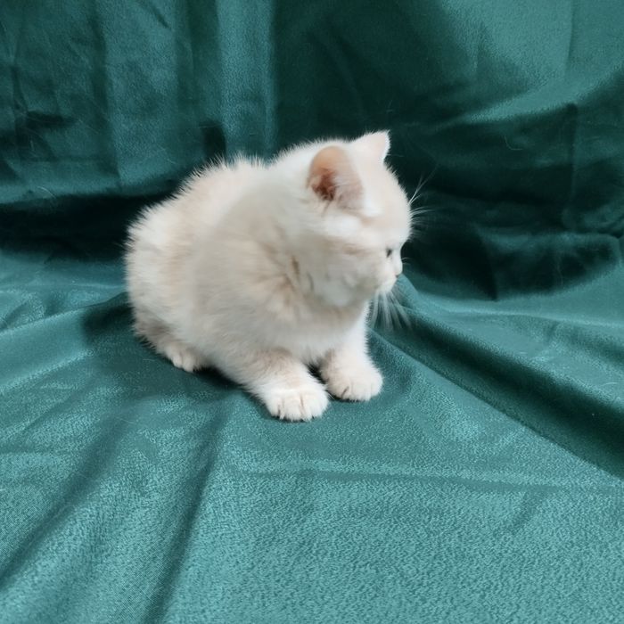 Шотландець прямовухий котик