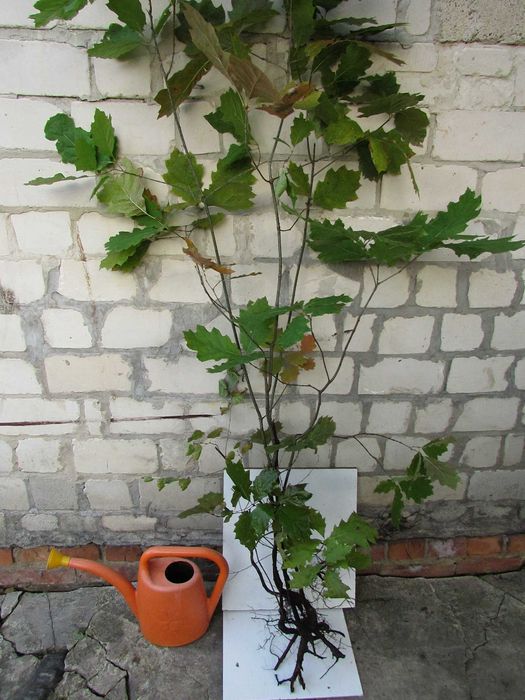 Саджанці Сливи/Чернослив/Обліпиха/Калина/Фундук/Туя/Горіх Грецький