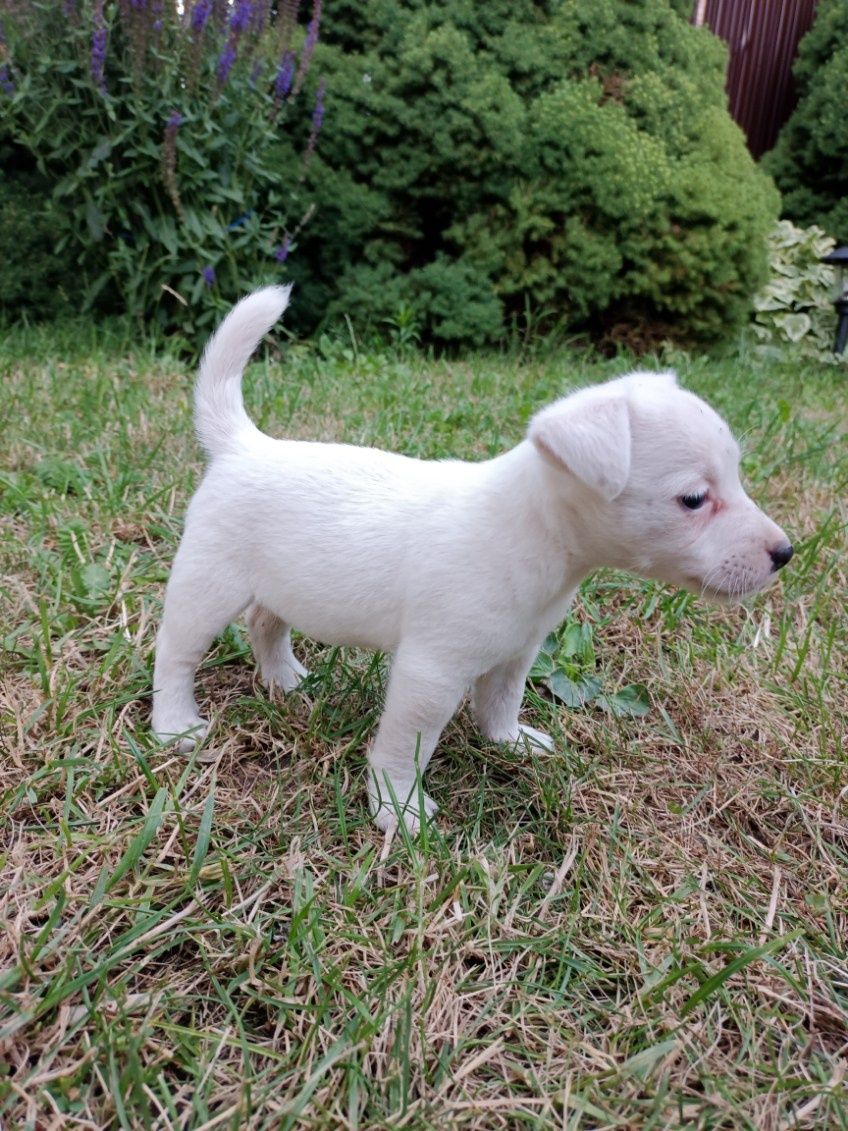 Jack Russell Terier, suczka