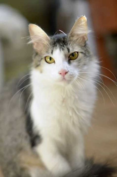 віддам стерільну молоду кішку