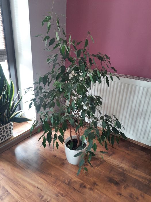 Fiskus beniamin. Wys 120cm.