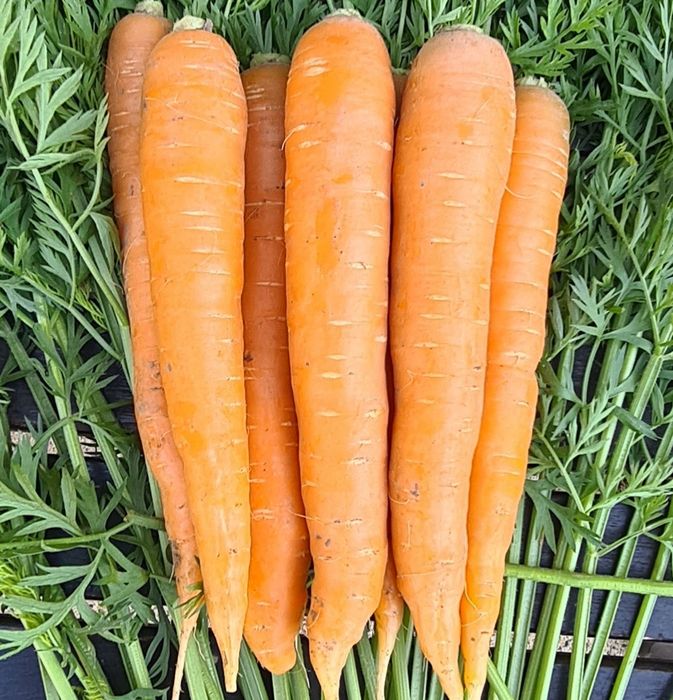 Marchew 10kg świeża bezpośrednio