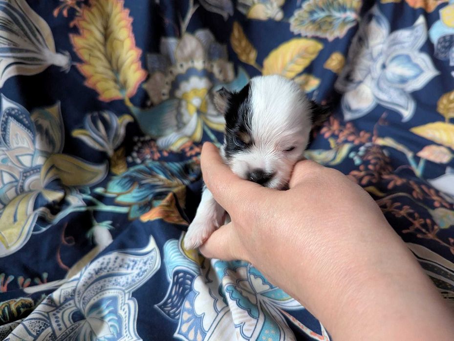 Cudowna dziewczynka 100 % Biewer Yorkshire Terrier po pięknych rodzica