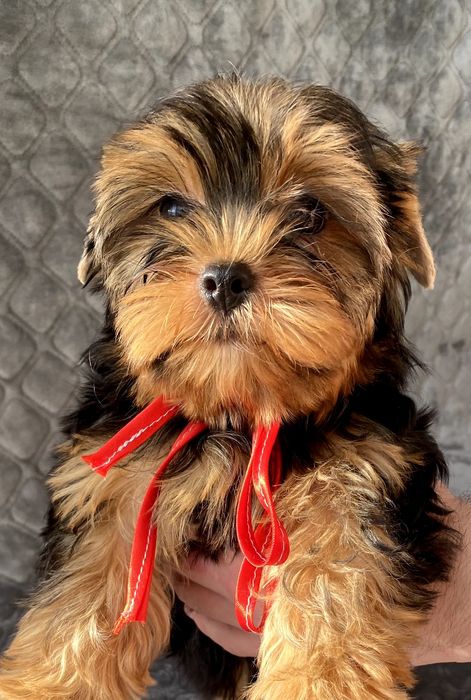 Йорки неймовірні