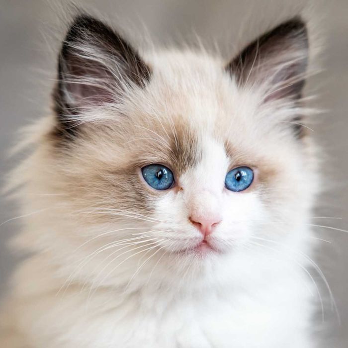 Ragdoll -WCF/PZF.PROFESJONALNA hod, badania Genetyczne- ODBIÓR-X.25