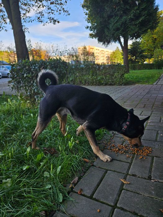 Błąkajacy się pies Dąbrowa Górnicza