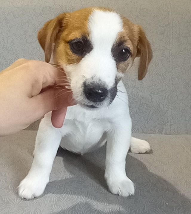 Jack Russell Terrier- suczka gładka