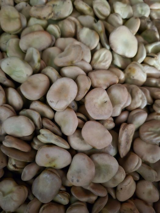 Bób DRAGON ręcznie przebierany