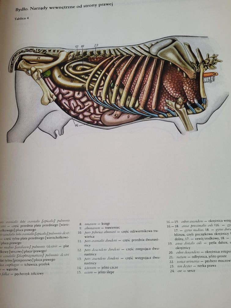 Atlas anatomii topograficznej zwierząt domowych  cz.2