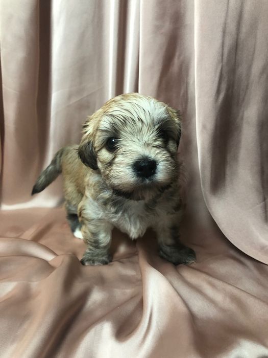 Pies rasowy ZKwP/FCI