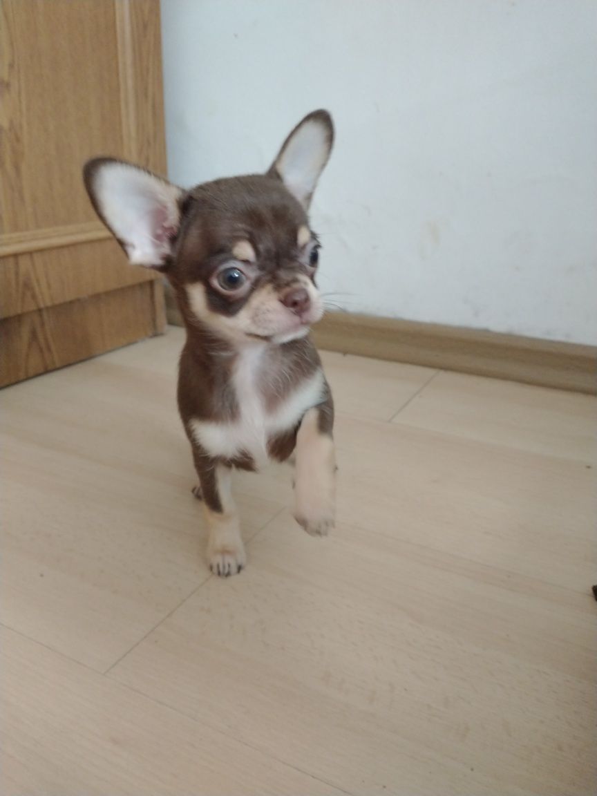 Chihuahua piesek krótko włosa