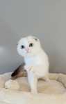 Kocurek szkocki zwisłouchy. Scottish Fold. WCF.