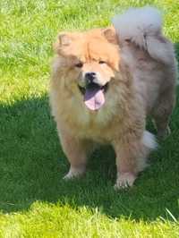 Chow Chow Suczka