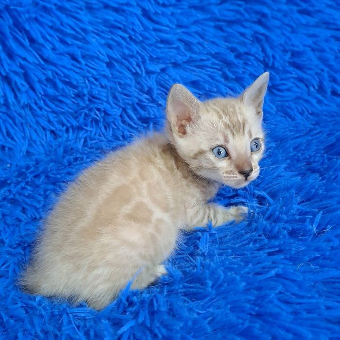 Бенгальский котёнок