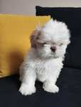 Szczeniaki Shih tzu