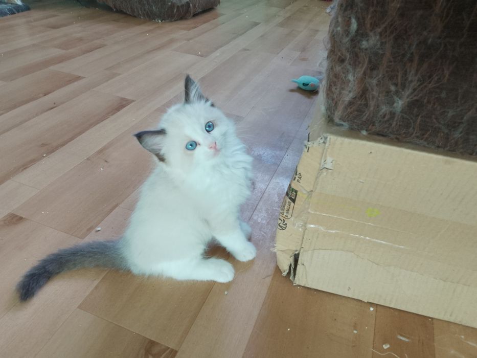Ragdoll kociczka